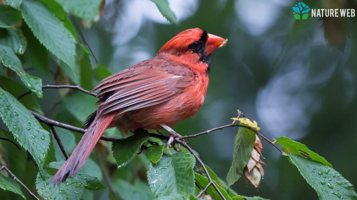 Perching Birds